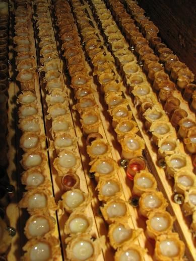 Gelée Royale - 30 jours 60g Apivie