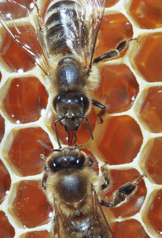 Apisirop - miel (80%), propolis et plantes 150ml Apivie
