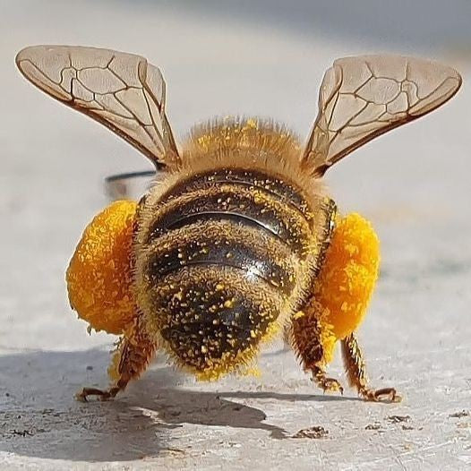 Apivital - Sirop miel, pollen, gelée royale, et propolis 150ml Apivie