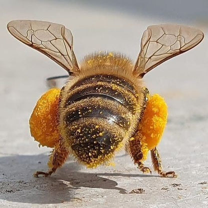 Apivital - Sirop miel, pollen, gelée royale, et propolis 150ml Apivie