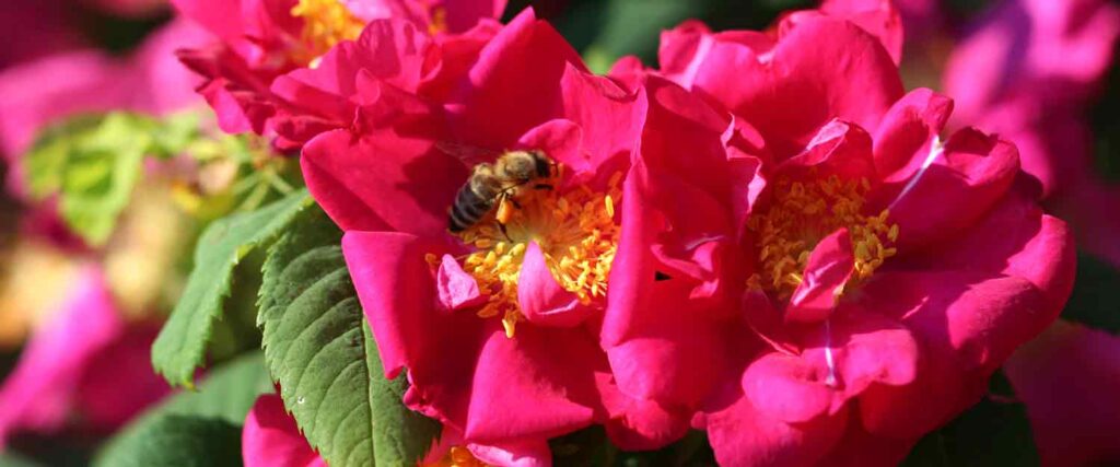 Savon végétal au miel, rose et chanvre 100g Apivie