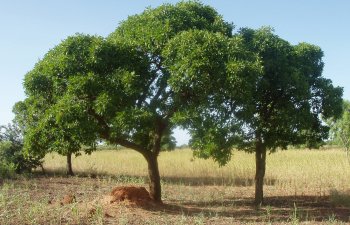 Savon végétal au miel, karité et propolis 100g Apivie