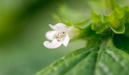 Savon végétal au miel et verveine 100g Apivie