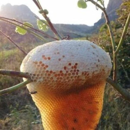 Savon végétal au miel et karité 100g Apivie