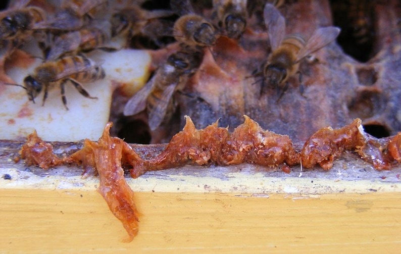 Propoderm - baume universel karité et propolis 50ml Apivie